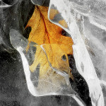 mysza831-frozen-leaf-2