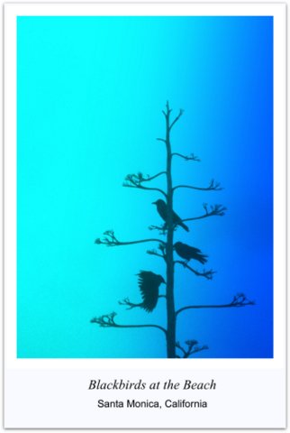 Blackbirds-poster-1-001